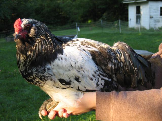 3273_poppycock_0002.jpg