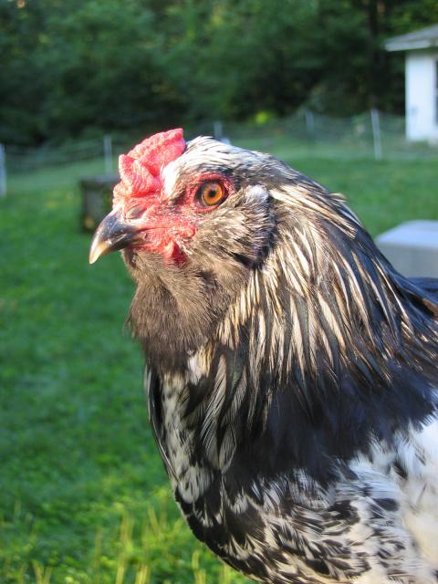 3273_poppycock_0003.jpg
