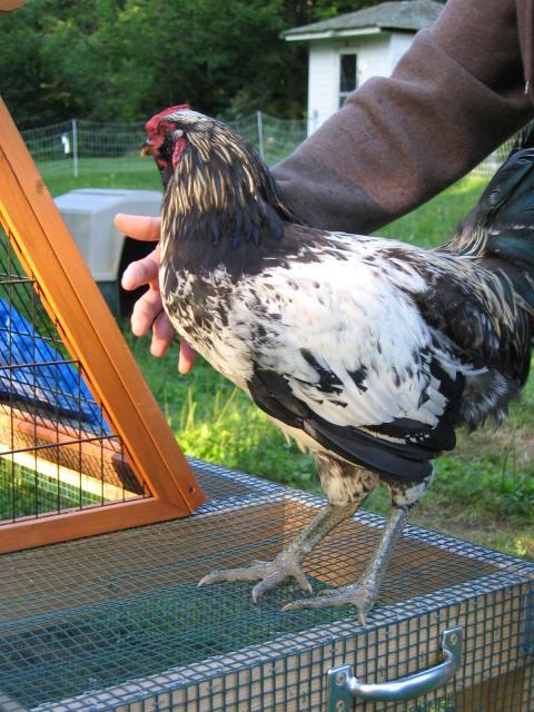 3273_poppycock_0004.jpg