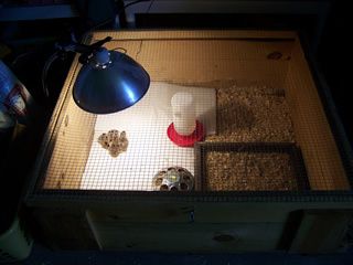 32762_brooder_lid.jpg