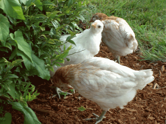 32802_chickens.png
