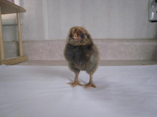 32822_chicks_hatching_day_old_013.jpg