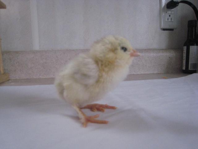 32822_chicks_hatching_day_old_016.jpg