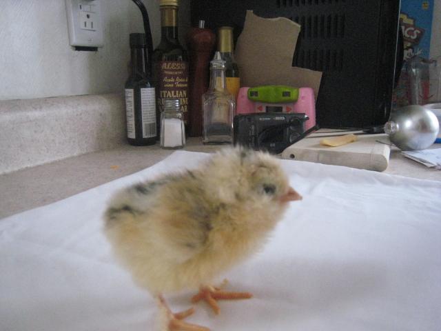32822_chicks_hatching_day_old_021.jpg