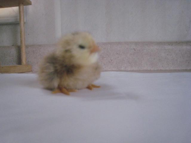 32822_chicks_hatching_day_old_031.jpg