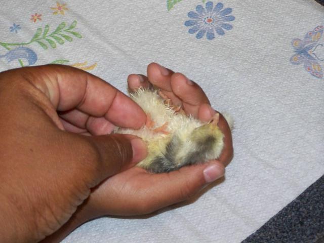 5 toes | BackYard Chickens
