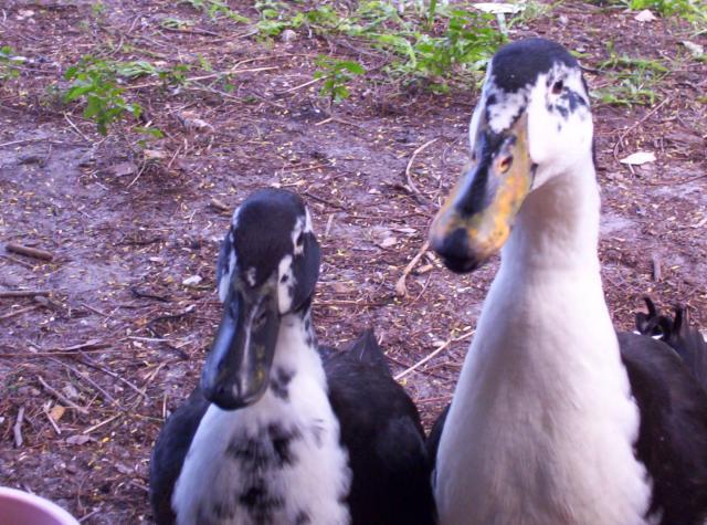 32914_ducks_11.jpg