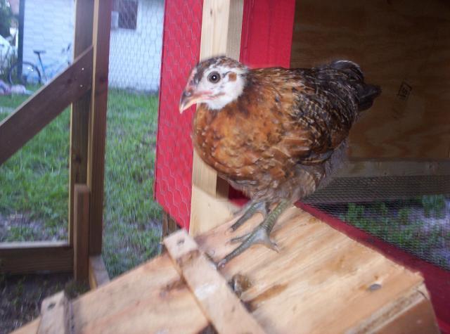 32914_quail.jpg