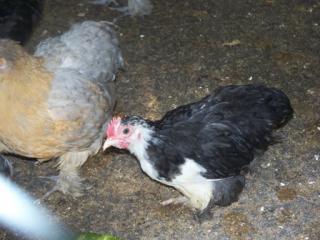 32929_young_splash_roo.jpg