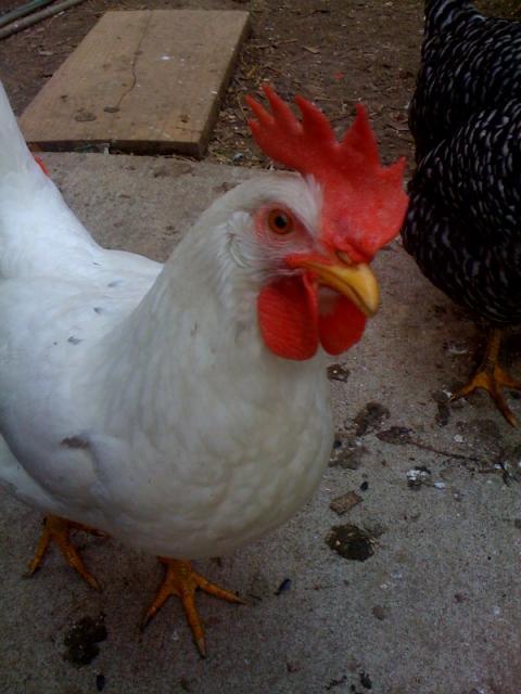 32940_photo-2.jpg