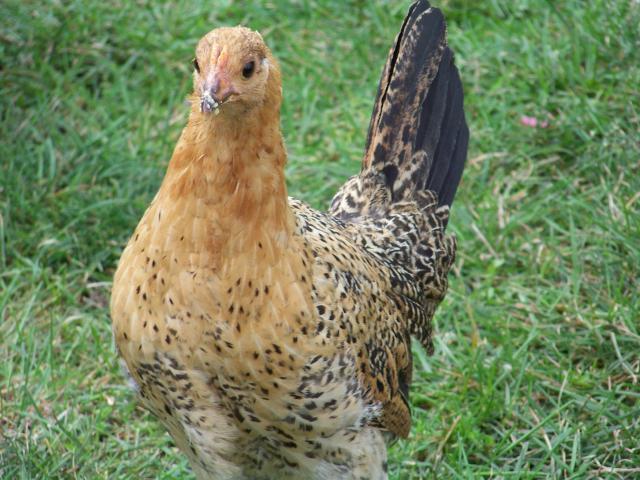 32947_buttercup_hen.jpg