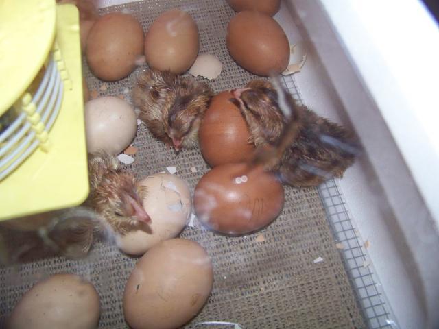 32947_first_hatch_5.jpg