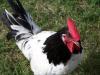 32947_lakenvelder_rooster.jpg