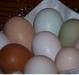 32947_pretty_egg_basket_avatar.jpg