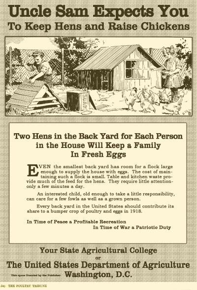 32965_unclesamkeephensraisechickens.jpg