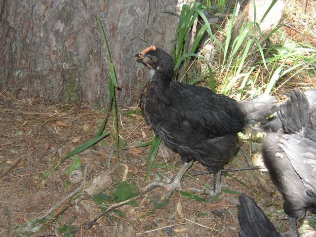 32989_chickens_009.jpg