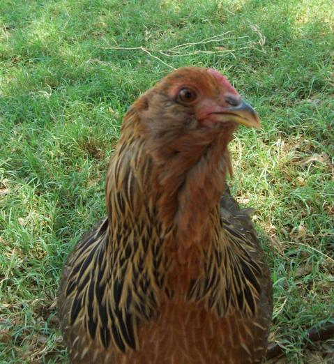 33001_nugget.jpg