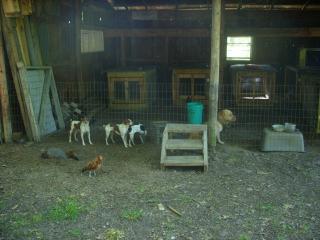 33033_chickens_050.jpg