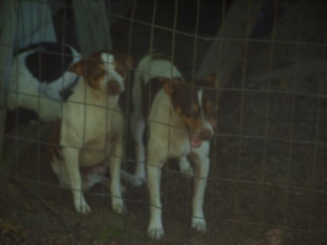 33033_chickens_102.jpg