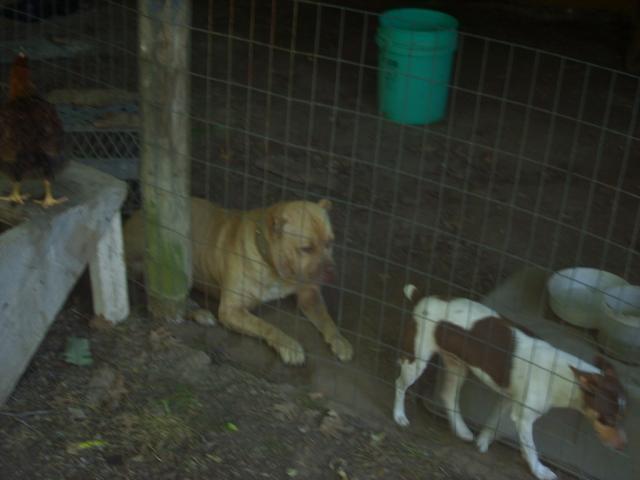 33033_chickens_107.jpg