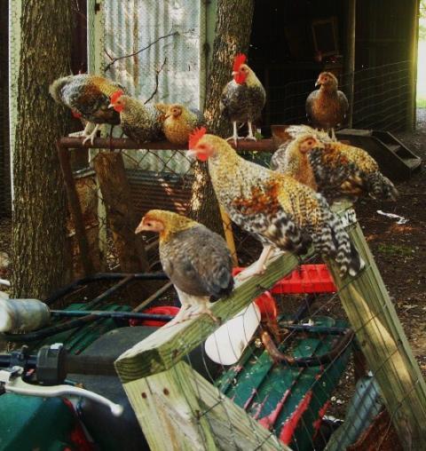 33033_creles_spitz_and_pigeons_023.jpg