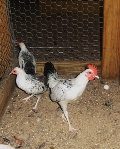 33033_creles_spitz_and_pigeons_027.jpg