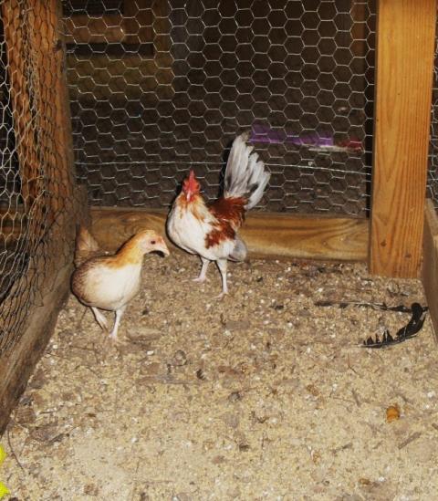 33033_creles_spitz_and_pigeons_032.jpg