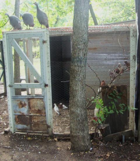 33033_creles_spitz_and_pigeons_039.jpg