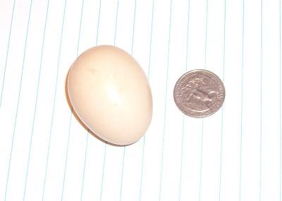 33059_400_first_egg_1.jpg