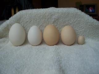 33099_eggs_001.jpg