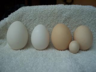 33099_eggs_003.jpg