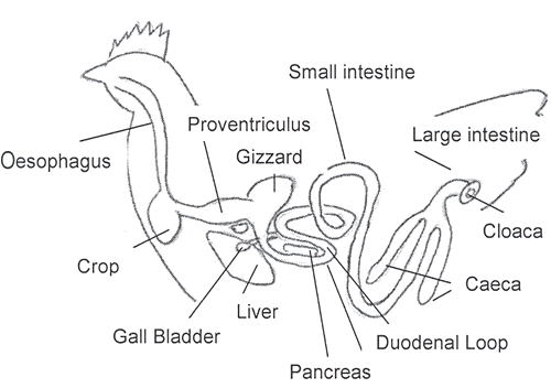 Diagrams,poultry parts,charts, and lots of reading Updated ... wild pig anatomy diagrams 