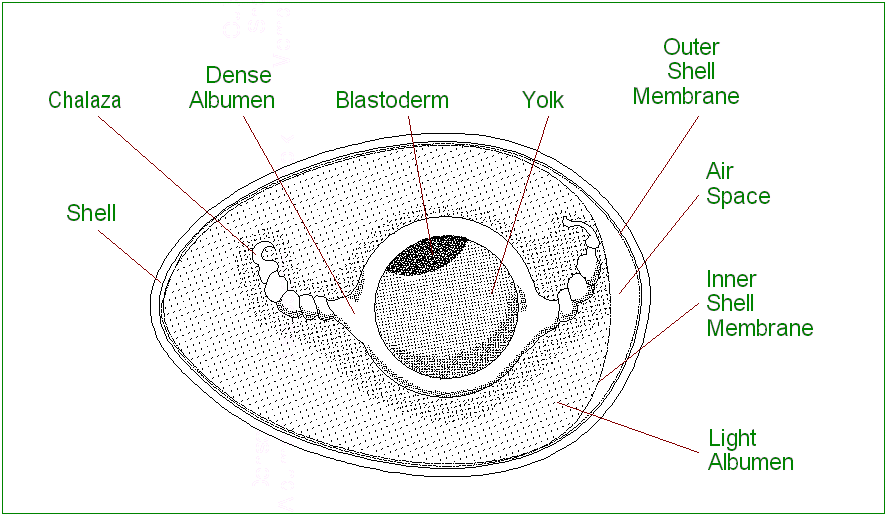 33115_egg_parts_diagram.gif