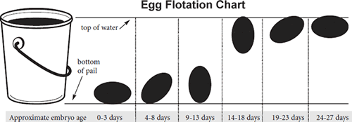 33115_eggflotationchart.gif