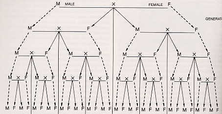 33115_generations.jpg