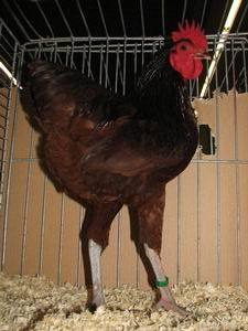 33115_langshan_rood_haan.jpg