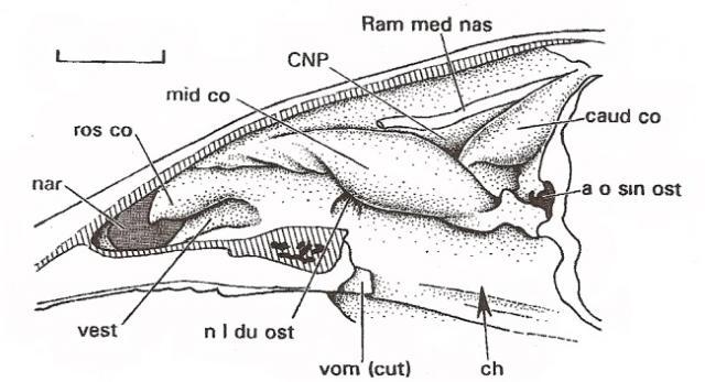 How Do Chickens Mate Diagram