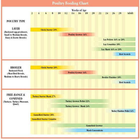 33115_poultry_feeding_chart.jpg