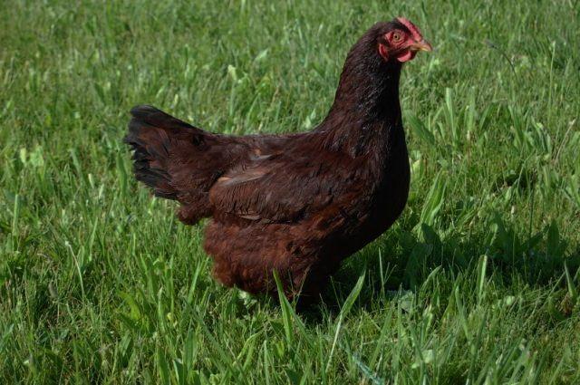 33115_red_hen_-_iii.jpg