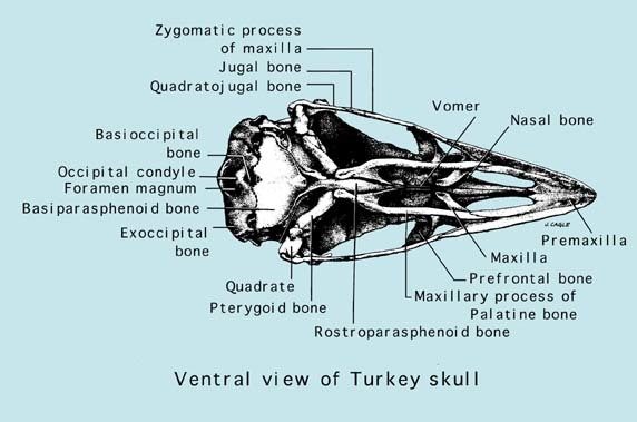 33115_skullvent.jpeg