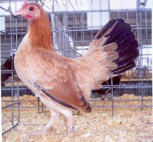 33115_wheaten_oeg_bantam_hen.jpg