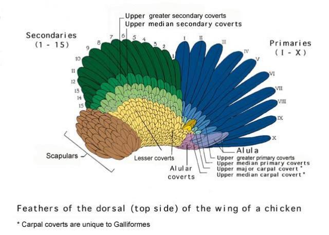 33115_wingdorsal.jpg