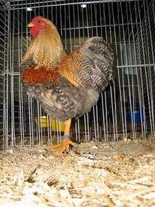 33115_wyandotte_koekoekpatrijs_haan.jpg