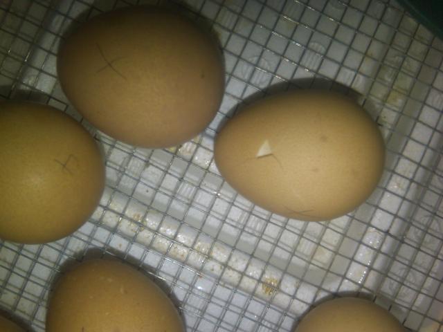 33173_guinea_egg.jpg