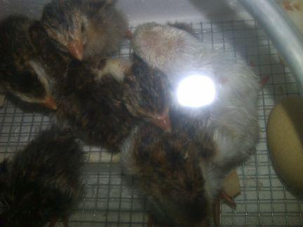 33173_guinea_keets.jpg
