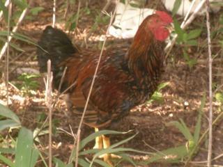 33210_toris_rooster2.jpg