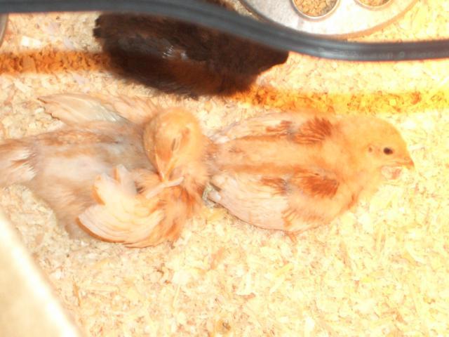 33262_chicks_119.jpg