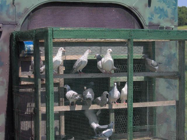 33267_pigeons.jpg