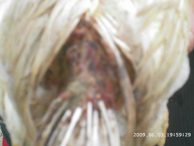 33312_chicken_help_001.jpg