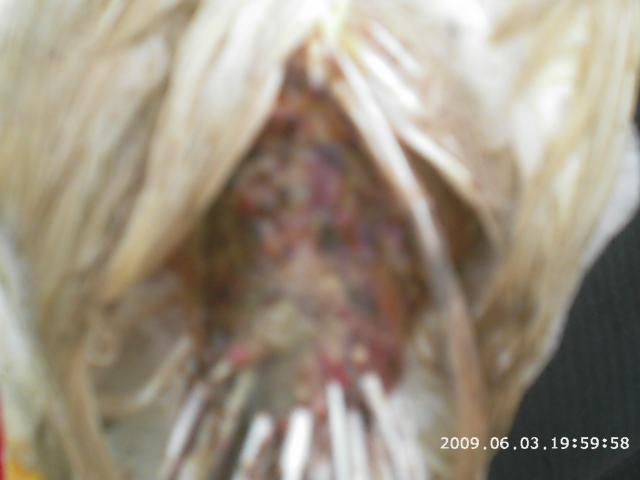33312_chicken_help_003.jpg